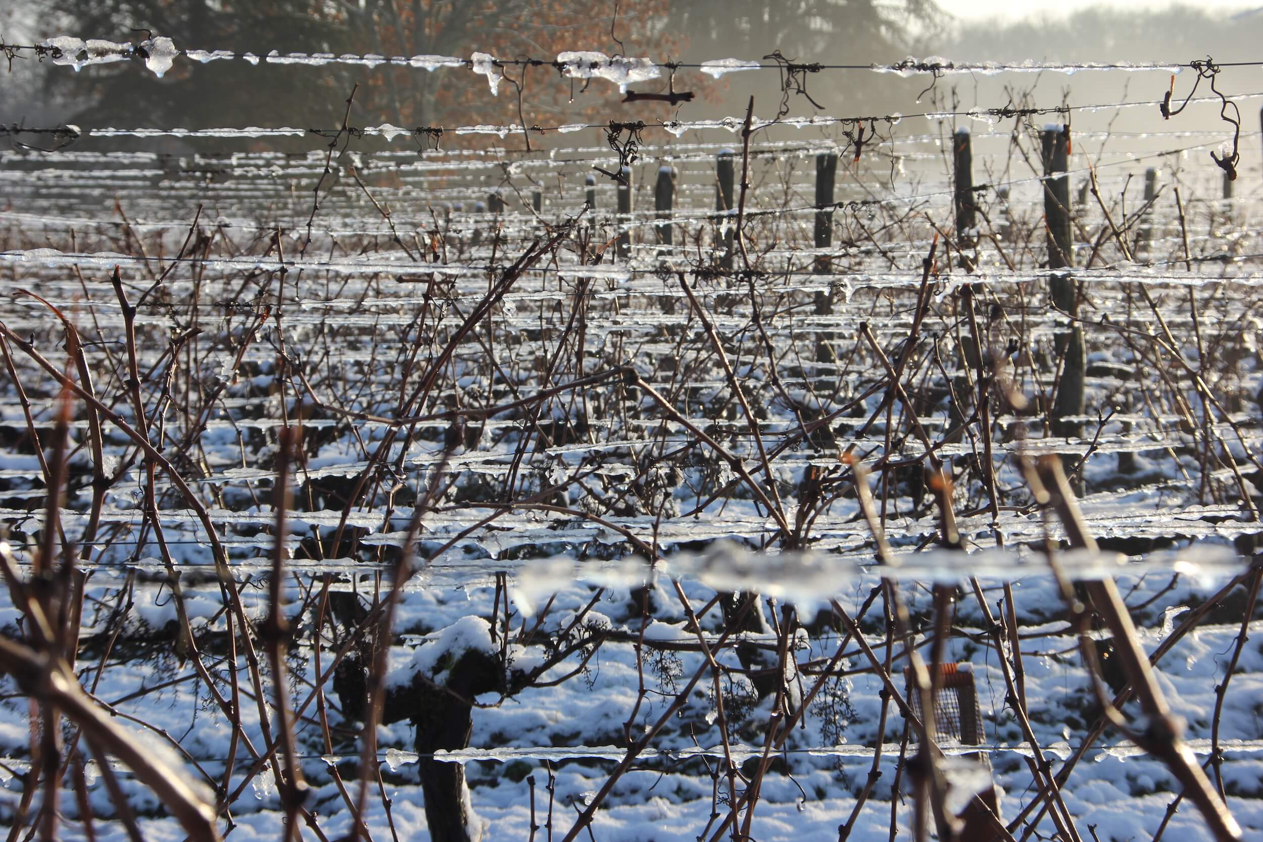 Rangs de vigne gelés et recouverts de neige avec fils de fer glacés
