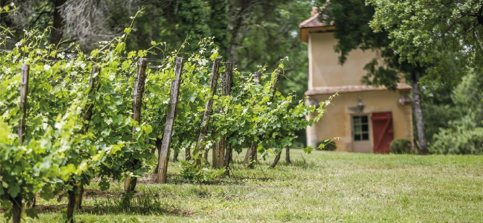 vignoble de Pecharmant avec rangs de vignes au premier plan et pigeonnier du château terre vieille en arrière plan